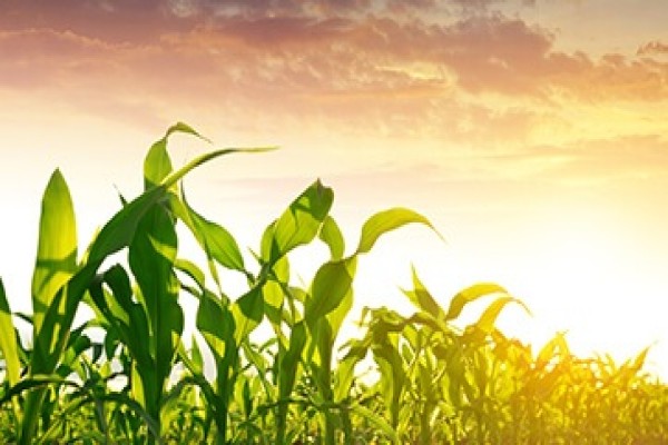 Agriculture Insurance